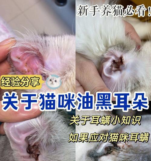 猫咪为什么会耳朵肿（探究猫咪耳朵肿的原因及治疗方法）