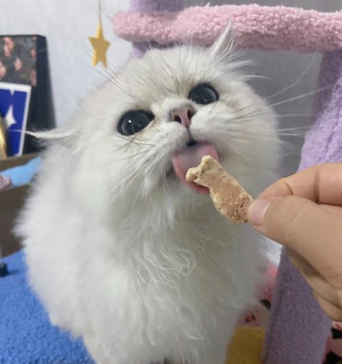 猫咪的饮食禁忌与健康饮食指南（猫咪不能吃什么）