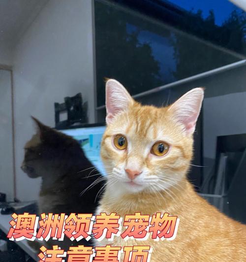 以猫生产的注意事项（如何安全地帮助你的猫妈妈顺利产下小猫）