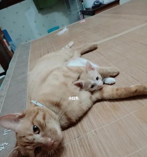 以猫生小猫不管的严重后果（宠物主人应该承担的责任和义务）