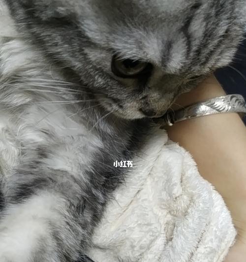 宠物猫受伤后应该吃什么（营养与健康是康复的关键）