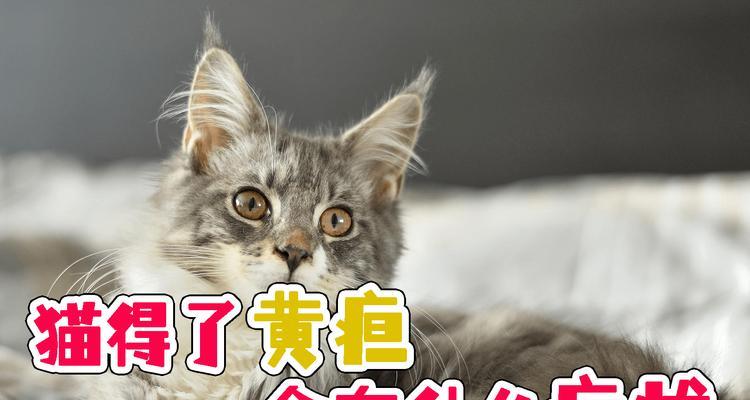 宠物猫得黄疸的原因及治疗方法（探究猫咪黄疸的发生原因）