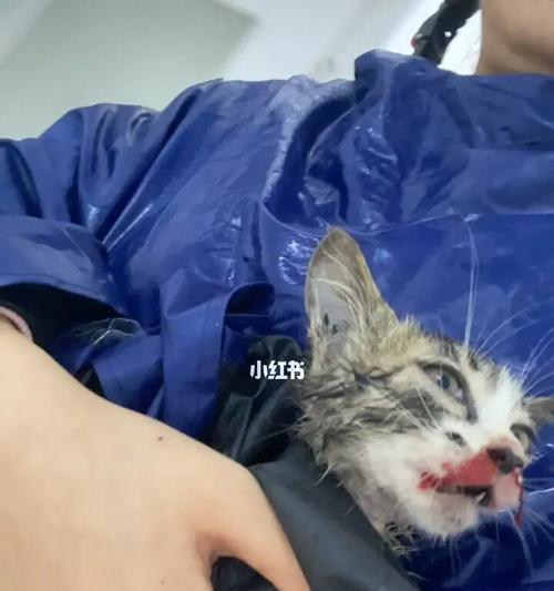 猫瘟对猫咪的影响与治疗方法（探究猫瘟引发的猫咪身体痛苦和医治方法）