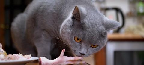 猫咪的美食世界（探寻宠物猫最喜欢的饭菜）