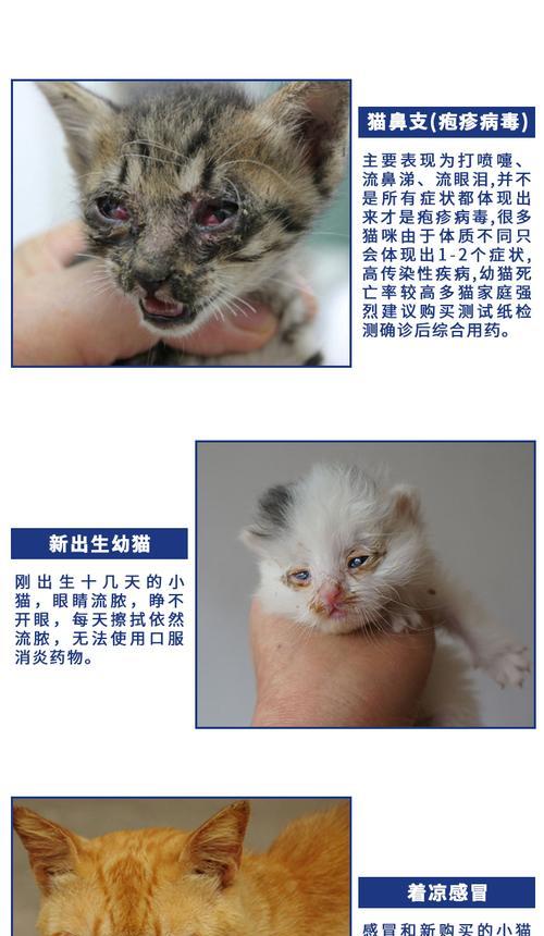 猫咪鼻子头干裂，如何保护它的健康（宠物饲养中如何关注猫咪鼻子头干裂问题）