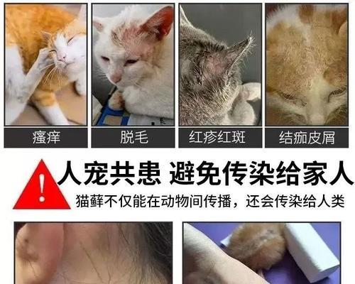 猫咪皮肤病——病因、预防及治疗（以宠物为主的皮肤病防治指南）