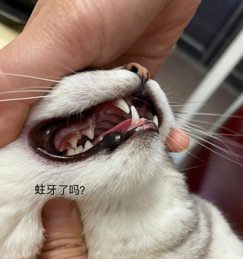 猫咪牙齿生长的奥秘（探索猫咪口腔健康的秘密）