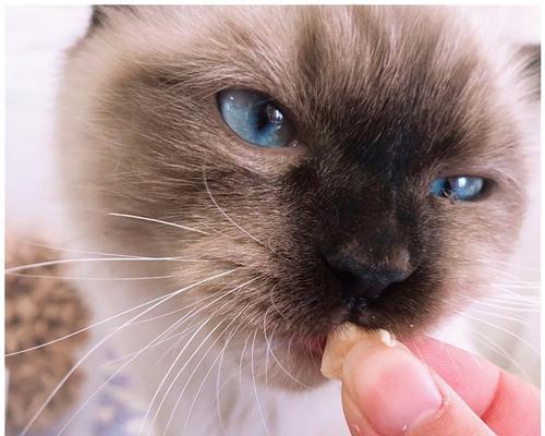 猫咪是否适合食用鸡肉（探究猫咪饮食健康）