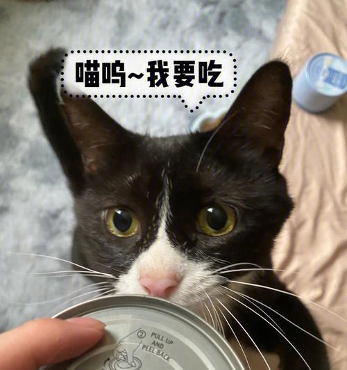 揭秘猫咪吃肉不消化的原因（宠物饮食健康的重要性）