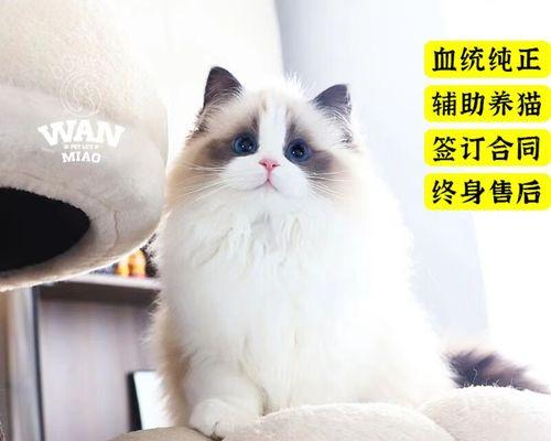 猫咪爆毛的常见原因和有效解决方法，让你的宠物更健康（猫咪爆毛的常见原因和有效解决方法）