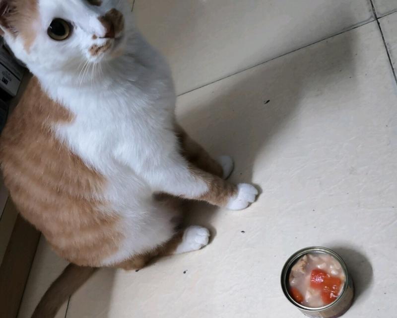 猫咪爱吃酸（揭秘猫咪为何钟爱酸味食物）