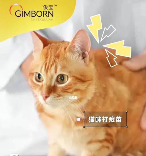 宠物猫咪打疫苗必不可少（保护宠物健康）