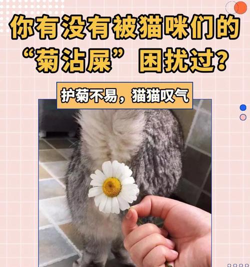 猫咪大便粘屁股怎么办（宠物猫咪的健康问题）