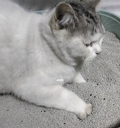 如何解决宠物猫的便便臭味问题（从饮食、清洁到空气净化器）