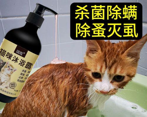 猫咪的含义大全