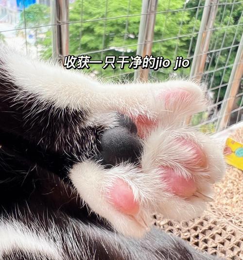 如何防止宠物猫咪脚掌受伤（探究宠物猫咪脚掌受伤原因及如何预防）