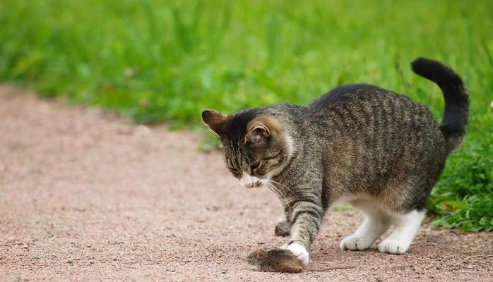 猫咪的天敌是谁？剖析它们之间的关系