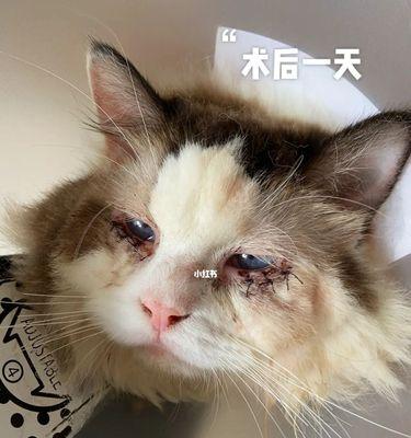 猫咪眼泪的真相（揭开宠物眼泪的谜团）