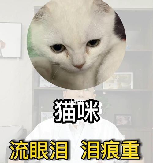 猫咪眼泪的真相（揭开宠物眼泪的谜团）