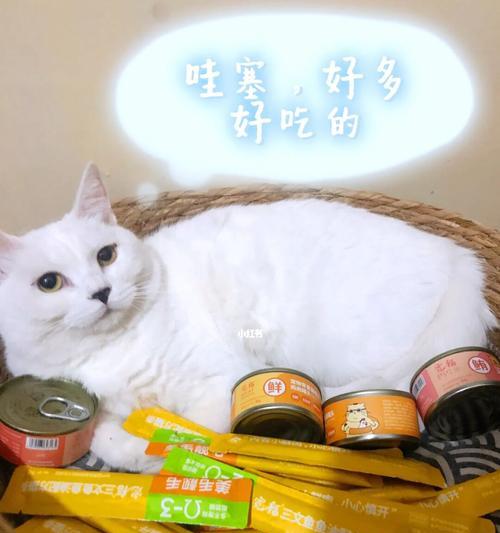 遇到猫咪断粮怎么办（以宠物为主）