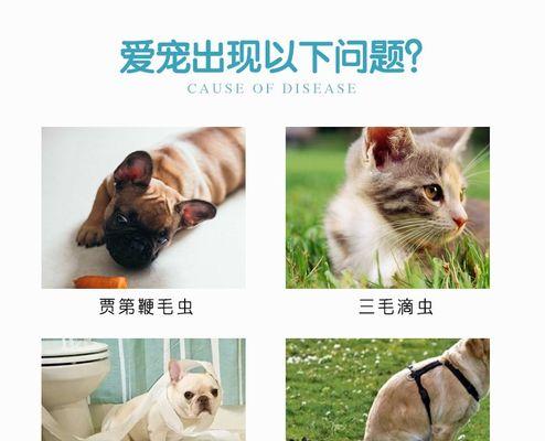 解决猫咪腹泻没精神的问题（如何帮助宠物恢复健康）