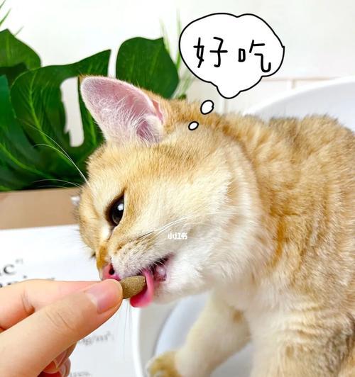 猫咪感冒不能掉以轻心（了解猫咪感冒的症状和治疗方法）