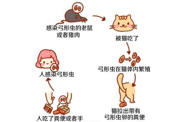 宠物猫咪的蛔虫传染及预防措施（了解猫咪蛔虫传染方式）