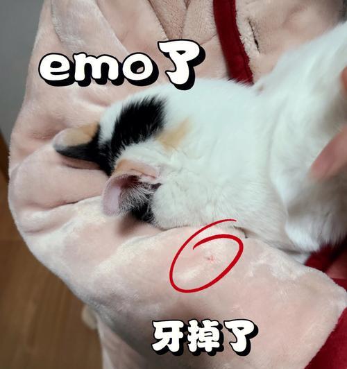 猫咪张牙齿（宠物猫咪的口腔健康）