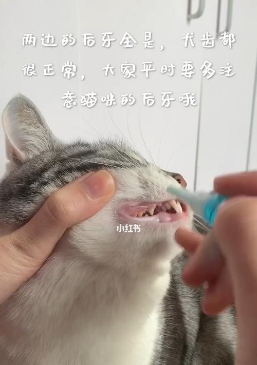 猫咪张牙齿（宠物猫咪的口腔健康）