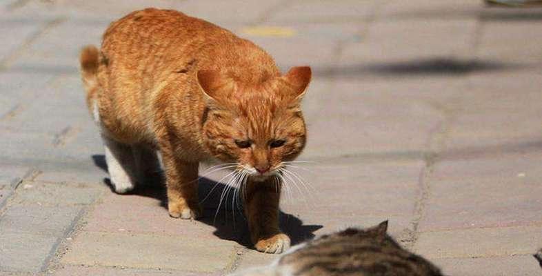 如何应对猫咪假死情况（紧急情况下正确的处理方法和抢救技巧）