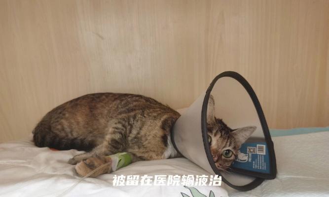 猫咪结肠症全面解析（掌握症状）