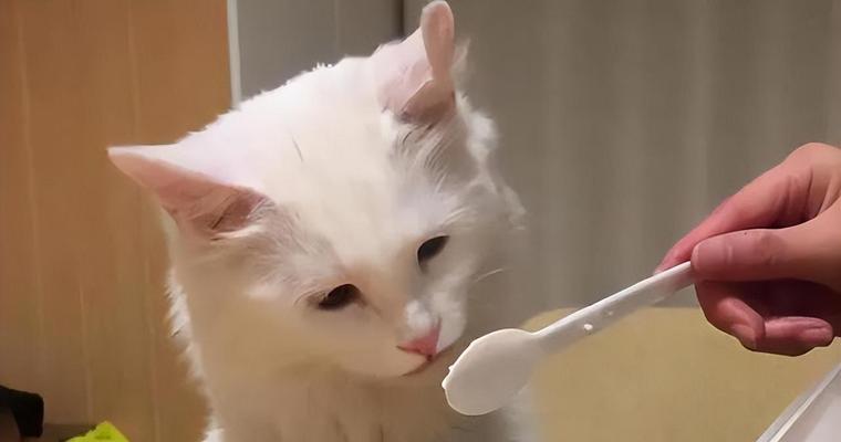 猫咪能否吃油（探讨猫咪饮食中油的安全性及影响）