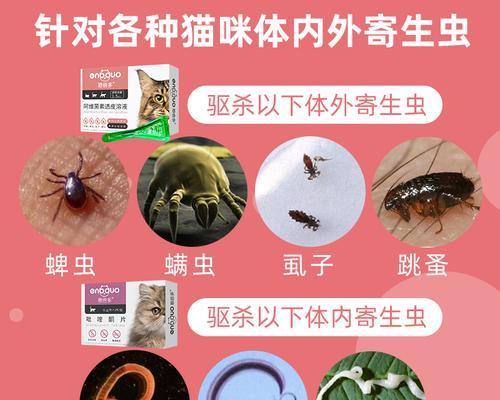 猫咪拉虫会给宠物带来哪些风险（如何预防和治疗猫咪拉虫）