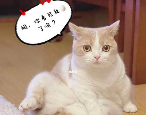 为什么猫咪总是咬我的脚（探究猫咪的行为和心理）