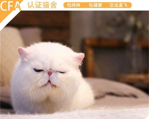 猫咪毛越来越黄，该如何调理（宠物猫毛色变黄的原因分析与对策）