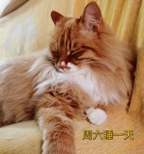 猫咪的睡眠时间有多长（揭秘猫咪的睡眠奥秘）