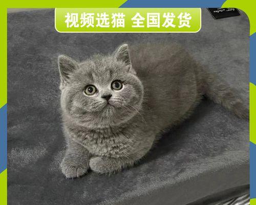 如何让宠物猫咪正确地磨后爪子（保护家具和猫咪健康）