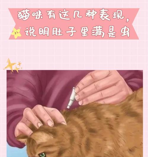 探秘猫咪肚子的世界（从宠物角度看猫咪肚子的生理与疾病）