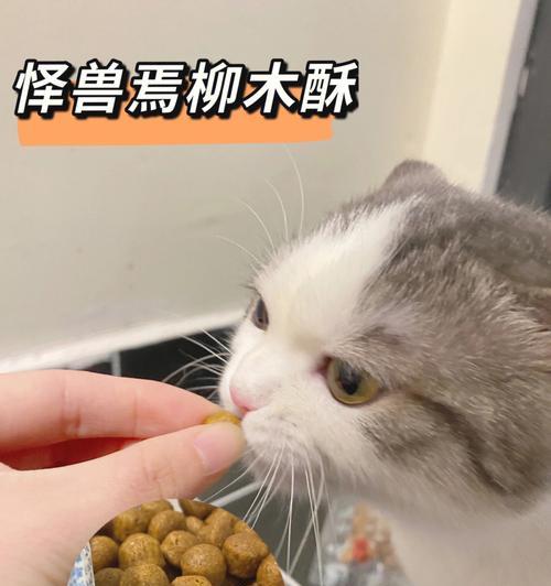 猫咪的饮食习惯与健康问题（猫咪能否吃饼干）