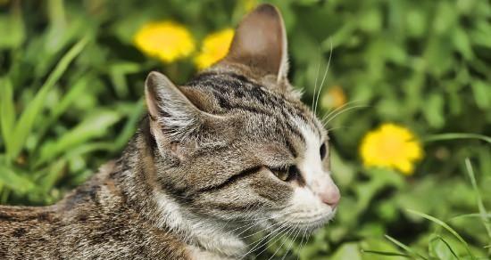 猫咪能吃虾皮吗（宠物猫吃虾皮的危险性分析与注意事项）