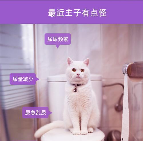 解读猫咪尿道结构图，让您更好地照顾宠物的健康（掌握猫咪尿道的构造）