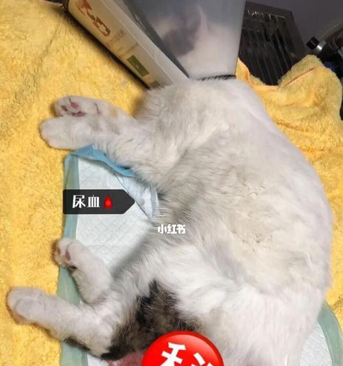 猫咪尿道口发炎的预防与治疗（宠物猫咪健康问题）