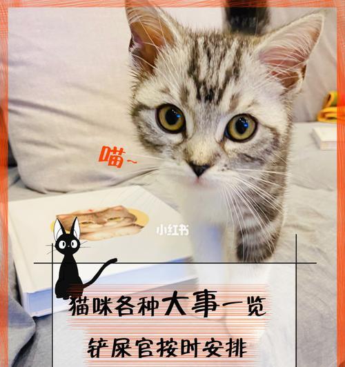 猫咪驱虫的正确方法（以宠物为主）