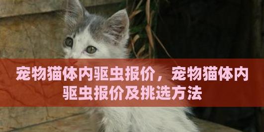 如何正确给宠物猫驱虫（猫咪驱虫需要注意哪些问题）