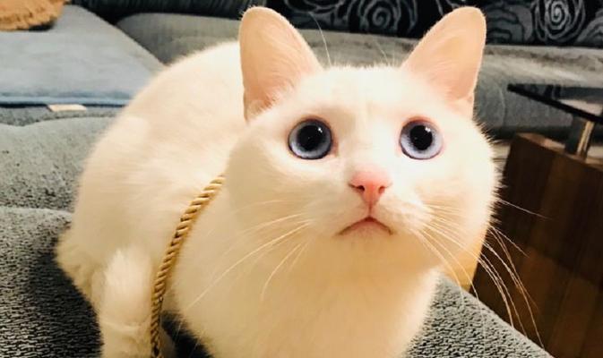 猫咪如何认识主人（解析猫咪对主人的认知方式）