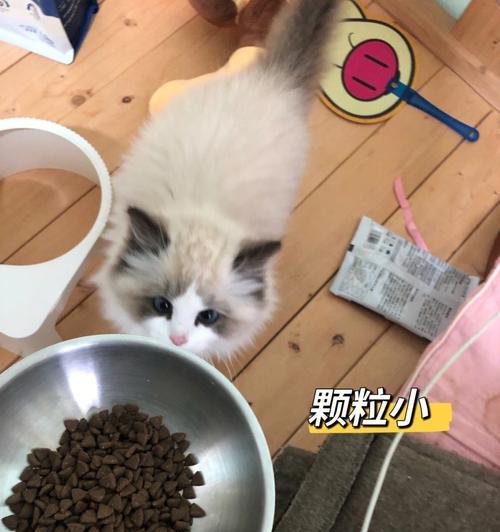 猫咪软便一两年，你需要注意什么（宠物健康的重要性和如何预防猫咪软便）