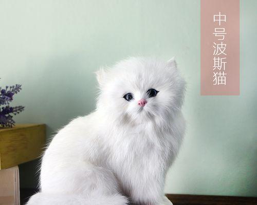 猫咪生产的忌讳（了解这些）