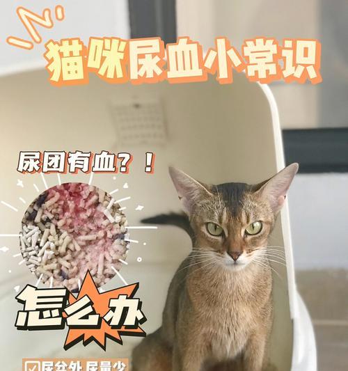 猫咪摔伤后尿血的治疗方法（以宠物为主的兽医技巧分享）