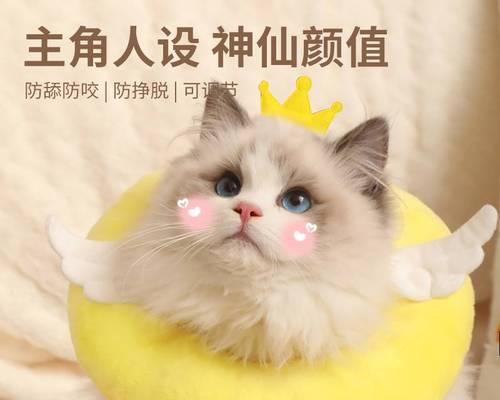 猫咪摔伤怎么办（宠物主人必知的急救方法）