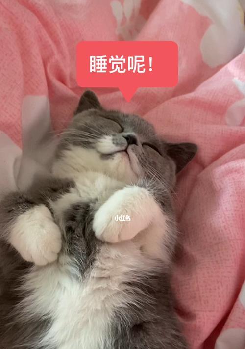 猫咪睡觉的正确姿势（以宠物为主）